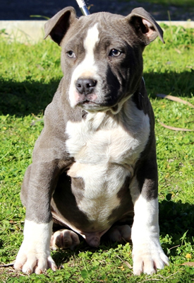 DDDawgs Warsaw Express